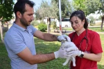 Büyükşehir’in hayvan ambulansı can dostların imdadına yetişiyor
