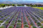 Büyükşehirin lavanta bahçesi, Erciyes manzarasıyla ziyaretçilerini büyülüyor
