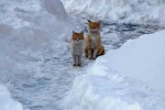 Buzlanma ve dona dikkat