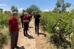 Çal’da dolu yağışı ürünlere zarar verdi