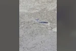 Çamura saplanan karaca için ekipler seferber oldu 