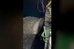Çanakkale’de balıkçılardan örnek avcılık, yavru balıkları denize geri saldı