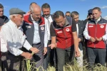 Çanakkale’de damla sulamayla yetiştirilen çeltiklerde hasat zamanı