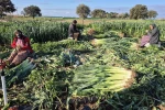 Çanakkale’de kışlık sebzelerde hastalık, zararlı ve yabancı ot sürveyleri gerçekleştirildi