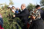 Çanakkale’de protokol ile zeytin hasadı