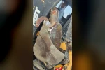 Çanakkale’de sahile ölü caretta caretta vurdu