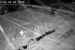 Çankırı’da kar yağışı etkili oluyor