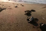 Caretta carettalar denizle buluştu