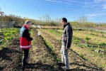 Çarşamba Ovası’nın yeni gözdesi: Salep