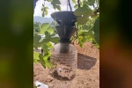 Çarşamba’da kahverengi kokarca mücadelesi sürüyor