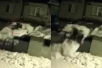 Çatıdaki karı temizlerken kar kütlesiyle zemine düştü