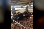 Çaycuma’da yeni doğan buzağılar kayıt altına alındı