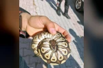Cebinden yavru piton yılanı çıktı