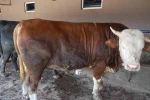 Çiftliğin gözdesi 1 ton 300 kiloluk tosun oldu