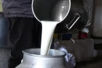 Çiğ süt fiyatları belli