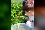 Çıldır Anaokulu öğrencileri çilek hasadında buluştu