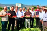 Cincin karpuzunda ilk hasat heyecanı yaşandı