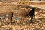 Cizre’de bataklığa saplanan eşekler kurtarıldı