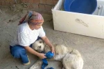 Çoban köpeğini tüfekle vurup sakat bıraktılar