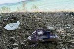 Çocuğunun terliğini almak için suya girdi, boğulup hayatını kaybetti