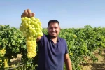 Coğrafi işaretli İsabey çekirdeksiz üzümünde hasat başladı