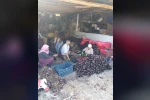 Coğrafi işaretli Kapıdağ mor soğanında hasat tamamlandı