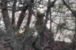 Çorum’da Avrasya vaşağı görüntülendi