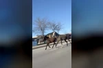 Çorum’da başıboş atlar trafiği tehlikeye attı: O anlar kamerada
