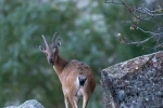 Dağ keçileri Munzur Dağlarına güzellik katıyor 