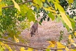 Dağ keçileri sonbahara renk kattı: Tunceli’de görsel şölen