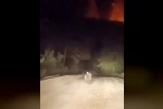 Dağ yolunda sürücüyle karşılaşan ayının panik anları 