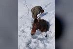 Dağda karda mahsur kalan katırlar kurtarıldı 