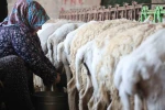 Dağdan gelen koyunlardan elle sağılan süt, kadınların emeğiyle geçim kaynağına dönüşüyor