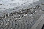 Dalgalarla sürüklenen plastik atıklar sahile vurdu