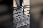 Dantel böceği İnegöl’de görüntülendi