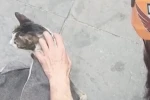Dar alanda sıkışan kediyi DAK ekipleri kurtardı