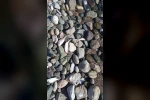 Datça’da çok sayıda ölü balık kıyıya vurdu