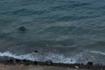 Datça’da virajı alamayan araç denize uçtu: 1 yaralı