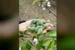 Datça’nın ünlü ‘çağla badem’i tezgaha inmeye hazır