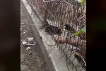 Demir korkuluklara sıkışan kediyi itfaiye ekipleri kurtardı