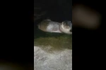 Denizden çıkıp balık yediler, yeniden kayboldular 