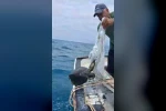 Denize atılan çuvala dolanarak hayat mücadelesi veren caretta carettayı balıkçı kurtardı 