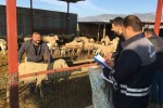 Denizli hayvancılığında sağlık, üretim ve güç bir arada