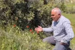Denizli’de anemon lalesi yetişti 