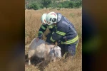 Denizli’de kuyuya düşen keçileri itfaiye kurtardı