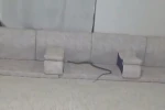 Derecik’te misafir bekleyen ailenin evine yılan girdi