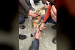 Derede mahsur kalan karaca kurtarıldı