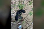 Dereye düşen köpek zorlu operasyonla kurtarıldı
