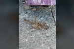 Dev çekirgeler Bilecik’te de görüldü