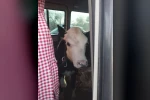Didim’den kaçan hayvan hırsızları Konya’da yakalandı